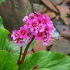 گیاه پوششی برجینا 4