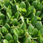 گیاه پوششی برجینا 9