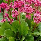 گیاه پوششی برجینا 11