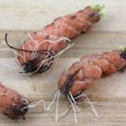 اگزالیس ( گل عشق ) 5