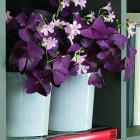 اگزالیس ( گل عشق ) 9