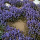 گیاه آجوکا 7