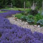 گیاه آجوکا 17