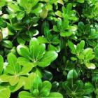 میخک رونده ( پیتسپروم ) 13