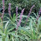 لیروپ طلایی 1