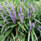 لیروپ طلایی 12