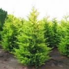 کاج لاوسون ( طلایی ) 2