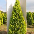 کاج لاوسون ( طلایی ) 4