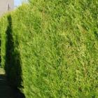 کاج لاوسون ( طلایی ) 6