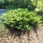 کاج جونی پروس ( رونده سبز ) 6