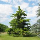 کاج سدروس دئودورا 2