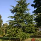 کاج سدروس دئودورا 3