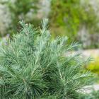 کاج سدروس دئودورا 4