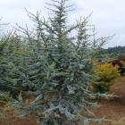 کاج سدروس آتلانتیک 2