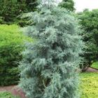 سرو نقره ای 7