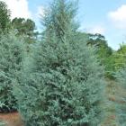 سرو نقره ای 11