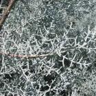 سرو نقره ای 15