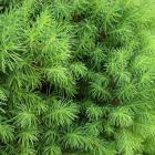 کاج کونیکا ( کله قندی ) 3