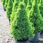 کاج کونیکا ( کله قندی ) 5