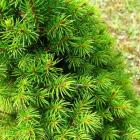 کاج کونیکا ( کله قندی ) 6