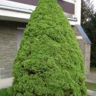 کاج کونیکا ( کله قندی ) 7