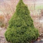 کاج کونیکا ( کله قندی ) 8