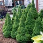 کاج کونیکا ( کله قندی ) 9