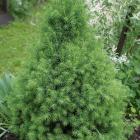 کاج کونیکا ( کله قندی ) 12