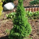 کاج کونیکا ( کله قندی ) 14