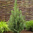 کاج کونیکا ( کله قندی ) 15