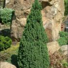 کاج کونیکا ( کله قندی ) 16