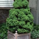 کاج کونیکا ( کله قندی ) 17