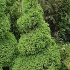 کاج کونیکا ( کله قندی ) 18