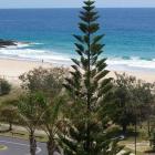 کاج مطبق ( آروکاریا ) 1