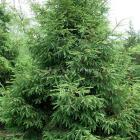 کاج نوئل سبز 2