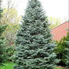 کاج نویل آبی 9