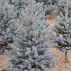 کاج نویل آبی 12