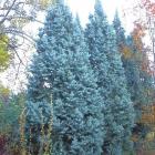 کاج نویل آبی 13