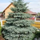 کاج نویل آبی 17