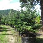 کاج آبیس ( نراد ) قفقازی 13