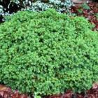 کاج کریپتومریا فشرده 6