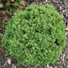 کاج کریپتومریا فشرده 7