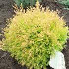 کاج ژانویه ( ژنویه ) 5