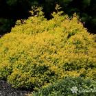 کاج ژانویه ( ژنویه ) 7