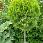 کاج کامیس پاریس 4