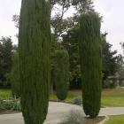 سرو شیراز 13