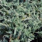 کاج جونی پروس خزنده ( افقی ) 3