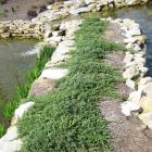 کاج جونی پروس خزنده ( افقی ) 4