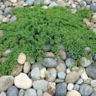 کاج جونی پروس صخره ای 8