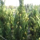 کاج جونی پروس مش ( ابلق ) ایستاده 4